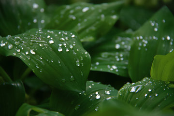 Bärlauchblätter mit Regentropfen 