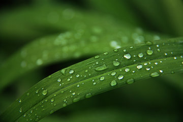 Bätter einer Taglilie mit Regentropfen