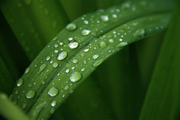 Bätter einer Taglilie mit Regentropfen