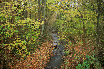 Bach in der Nordeifel im Herbst