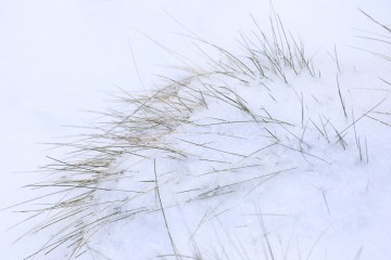 Bärenfellgras im Schnee