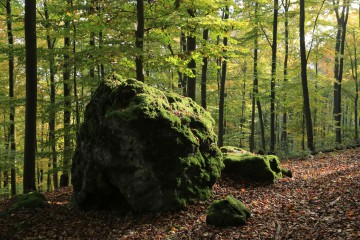 Basaltfindling im Kottenheimer Wald