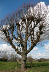 Baum bei Cadier en Keer, NL