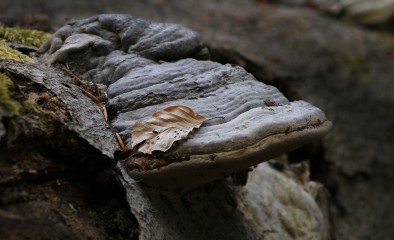 Baumpilze auf einer alten Tanzkyllbuche, Ferschweiler Plateau