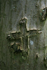 Baumrinde mit eingeritztem Kreuz