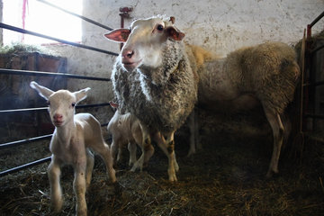 Belgisches Milchschaf (mouton Laitier belge), Schäferei "Bergerie des Aris"