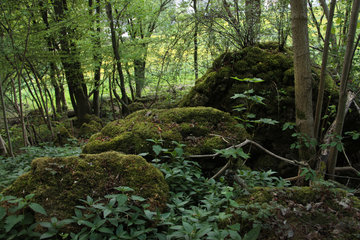 Bemooste Felsbrocken auf der Munterley im Naturschutzgebiet Gerolsteiner Dolomiten
