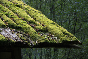 Bemoostes Dach im Liesertal