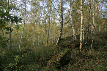 Bergehalde im Wurmtal bei Würselen mit Birkenwald