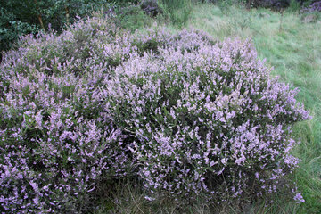 Besenheide, Calluna vulgaris, in der Drover Heide