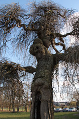 Besonderer Baum beim Kasteel Schaloen in Oud Valkenburg