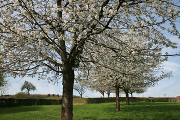 Blühende Kirschbäume