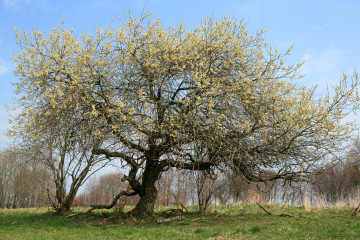 Blühende Salweide (Salix caprea)