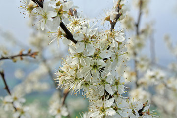 Blühende Schlehe, Prunus spinosa