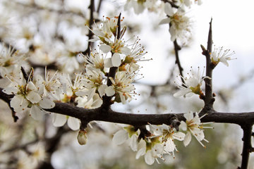 Blühende Schlehe, Prunus spinosa