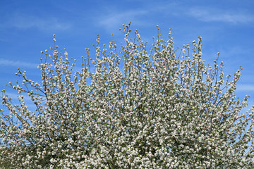 Blühender Apfelbaum bei Camerig im Geultal