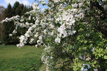 Blühender Apfelbaum in Neroth