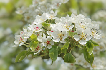 Blühender Birnbaum