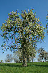 Blühender Birnbaum bei Vijlen
