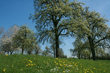 Blühender Obstgarten bei Vijlen