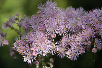 Blüte der Akeleiblättrigen Wiesenraute, Thalictrum aquilegiifolium