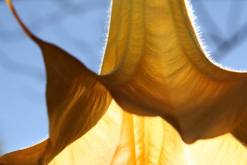 Blüte der Engelstrompete, Brugmansia