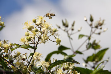 Blüte der Gewöhnliche Waldrebe, Clematis vitalba, mit Biene