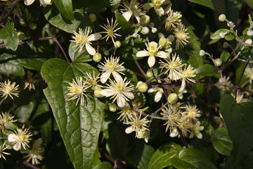 Blüte der Gewöhnliche Waldrebe, Clematis vitalba