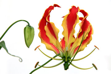 Blüte der Gloriosa rothschildiana (Ruhmeslilie)