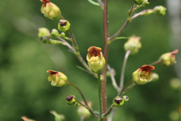 Blüte der Knotigen Braunwurz, Scrophularia nodosa