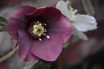 Blüte der Purpur-Nieswurz, Helleborus purpurascens