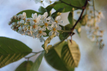 Blüte der Traubenkirsche, Prunus padus, Cranenweyer bei Kerkrade, NL