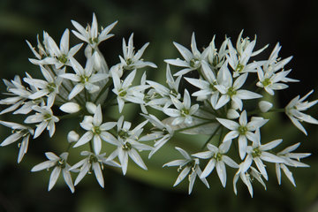 Blüte des Bärlauchs, Allium ursinum