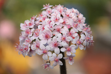 Blüte des Schildblatts, Peltiphyllum peltatum
