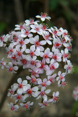 Blüte des Schildblatts, Peltiphyllum peltatum, Darmera peltata