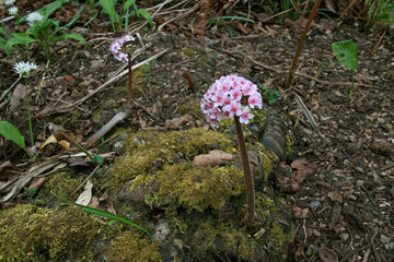 Blüte des Schildblatts, Peltiphyllum peltatum, Darmera peltata