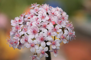 Blüte des Schildblatts, Peltiphyllum peltatum