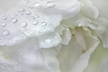 Blüte einer weißen Pfingstrose mit Regentropfen