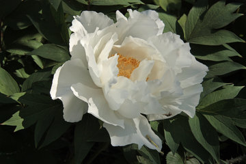  Blüte einer weißen Pfingstrose, Paeonia lactiflora