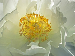 Blüte einer weißen Pfingstrose, Wildform der Paeonia, lacktiflora