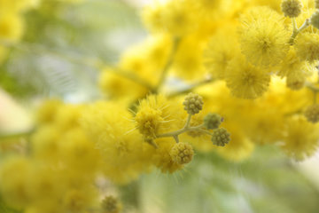 Blüten der Silber-Akazie, Acacia dealbata, häufig "Mimose" genannt