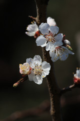 Blüten eines Aprikosenbaums