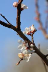 Blüten eines Aprikosenbaums