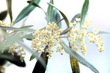 Blüten eines Olivenbaums