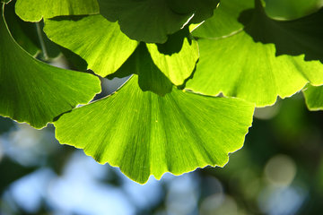 Blätter des Ginkgo, Ginkgo biloba