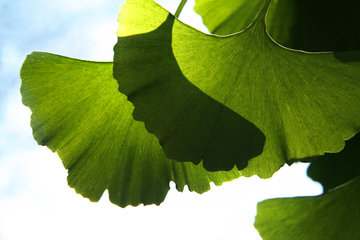 Blätter des Ginkgo, Ginkgo biloba