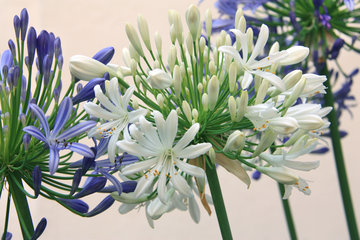 blaue und weiße Blüten einer immergrünen Schmucklilie, Agapanthus