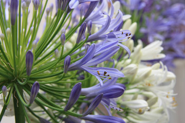 Blaue und weiße Blüten einer immergrünen Schmucklilie