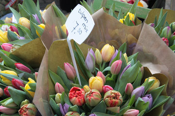 Bunte Tulpen, Blumenmarkt in Amsterdam