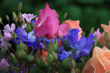 Bunter Blumenstrauß für den Monat Juni